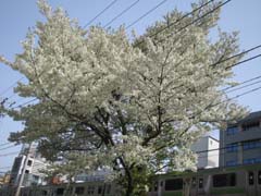 うきうき桜