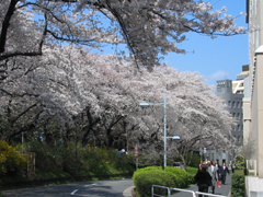 桜の小路