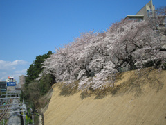 こぼれるような桜