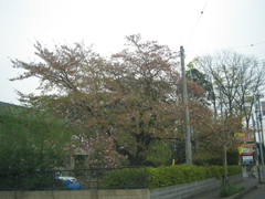 本日の桜の木