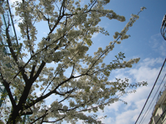 会社の桜の木