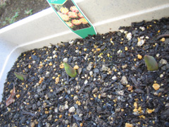 にょき　にょき　にょき