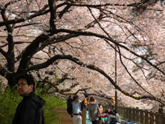 立派な桜だ