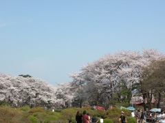 沼田さくら祭り