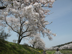 果てしなく続く桜達