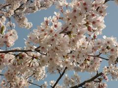 青空に桜