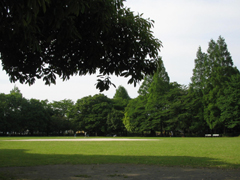 ご近所公園