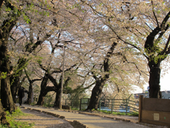 夕暮れ時の桜