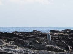 海は広いな～