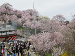 花見山