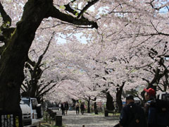 桜を愛でよう