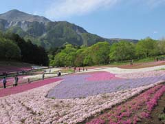 花のじゅうたん