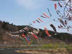 青空で泳ぐこいのぼり