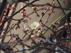 梅の花