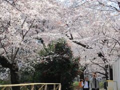 桜を愛でよう