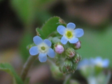 ちびっこ花