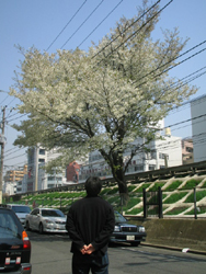 さすらい次郎と桜