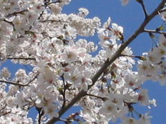 青空と桜