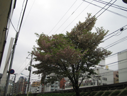 雨に打たれる桜かな…