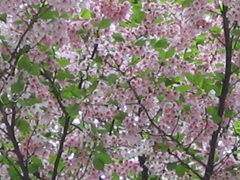 葉桜