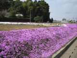 芝桜