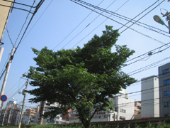 雄雄しい桜